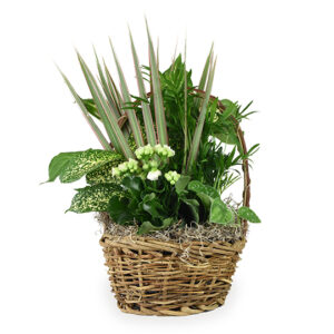 Medium Basket Garden