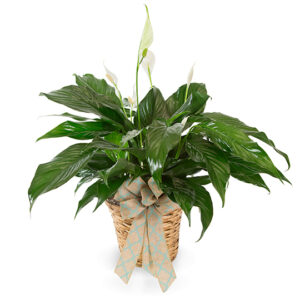 Small Spathiphyllum