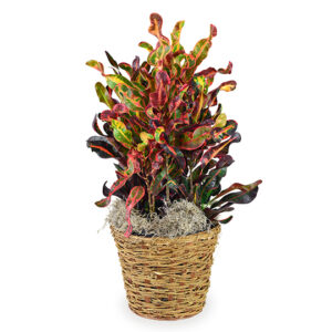 Croton Plant
