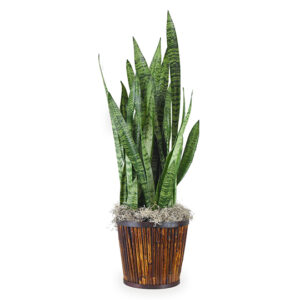 Snake Plant